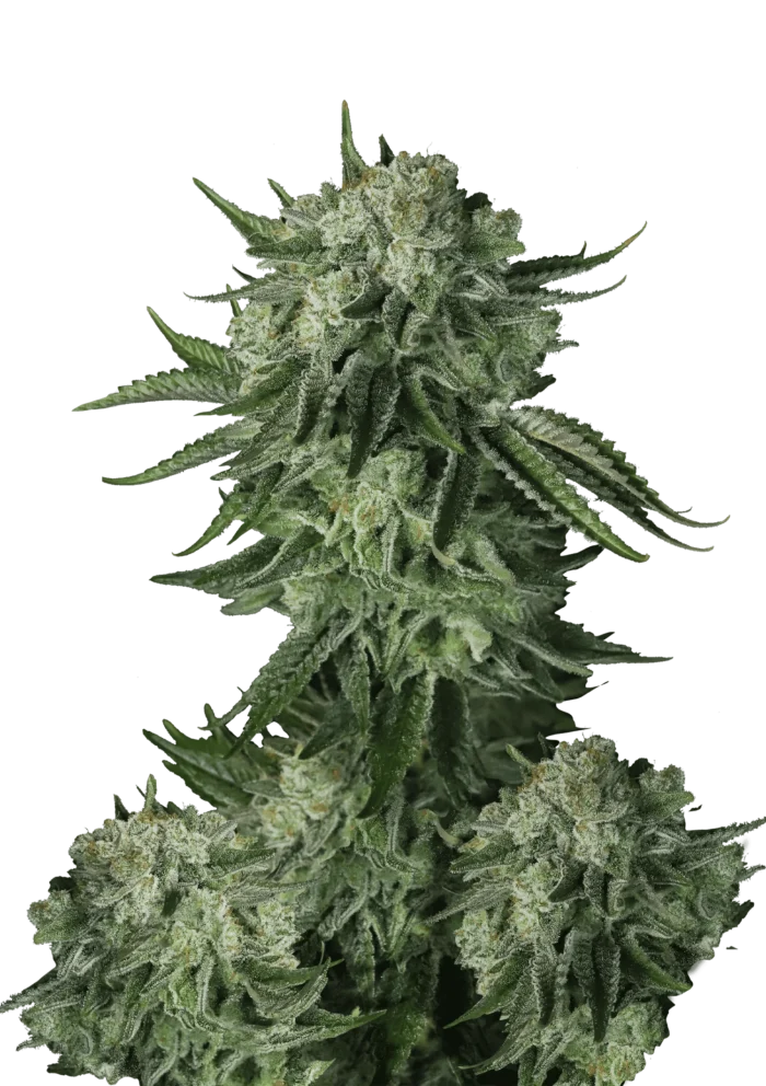 FAST BUDS - ORIGINAL MOBY DICK AUTO FEM - Image 1