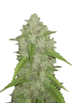FAST BUDS - ORIGINAL AMNESIA HAZE AUTO