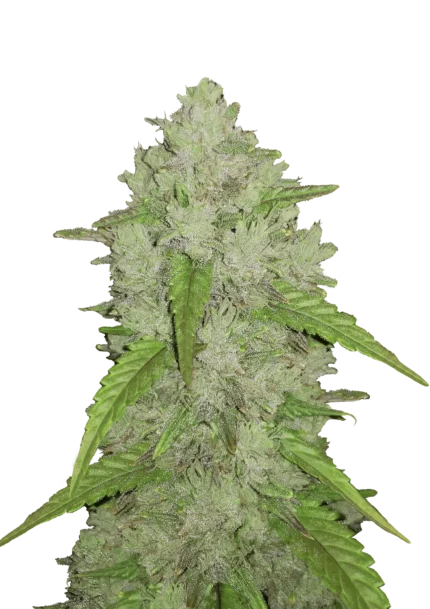 FAST BUDS - ORIGINAL AMNESIA HAZE AUTO