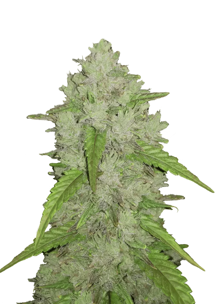 FAST BUDS - ORIGINAL AMNESIA HAZE AUTO – Image 1