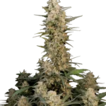 FAST BUDS - ORIGINAL CRITICAL AUTO