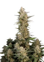 FAST BUDS - ORIGINAL CRITICAL AUTO