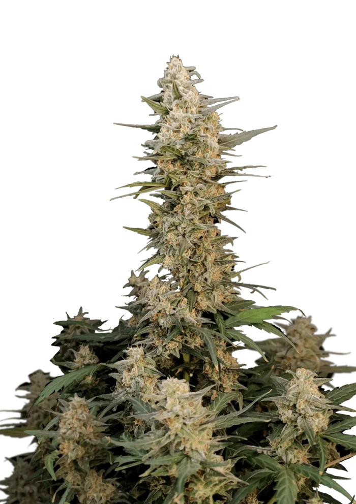 FAST BUDS - ORIGINAL CRITICAL AUTO - Image 1