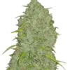 FAST BUDS - ORIGINAL JACK HERER AUTO