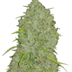 FAST BUDS - ORIGINAL JACK HERER AUTO