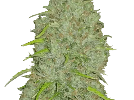 FAST BUDS - ORIGINAL JACK HERER AUTO