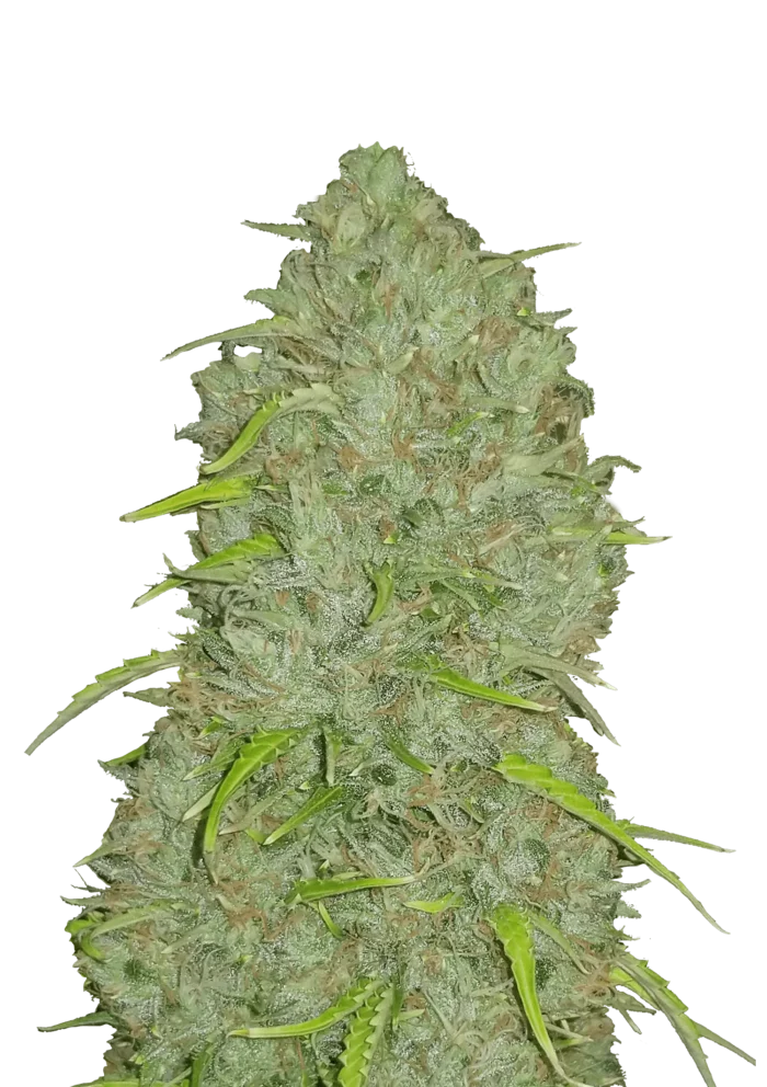 FAST BUDS - ORIGINAL JACK HERER AUTO - Imagen 1