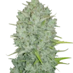 FAST BUDS - ORIGINAL NORTHERN LIGHTS AUTO