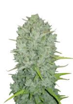 FAST BUDS - ORIGINAL NORTHERN LIGHTS AUTO