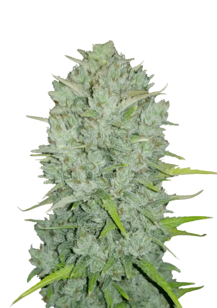 FAST BUDS - NORTHERN LIGHTS ORIGINAL AUTO