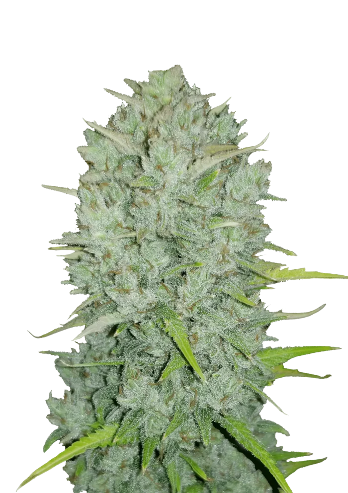 FAST BUDS - ORIGINAL NORTHERN LIGHTS AUTO - immagine 1