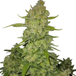 FAST BUDS - PAPAYA COOKIES AUTO FEM