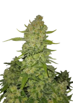FAST BUDS - PAPAYA COOKIES AUTO FEM