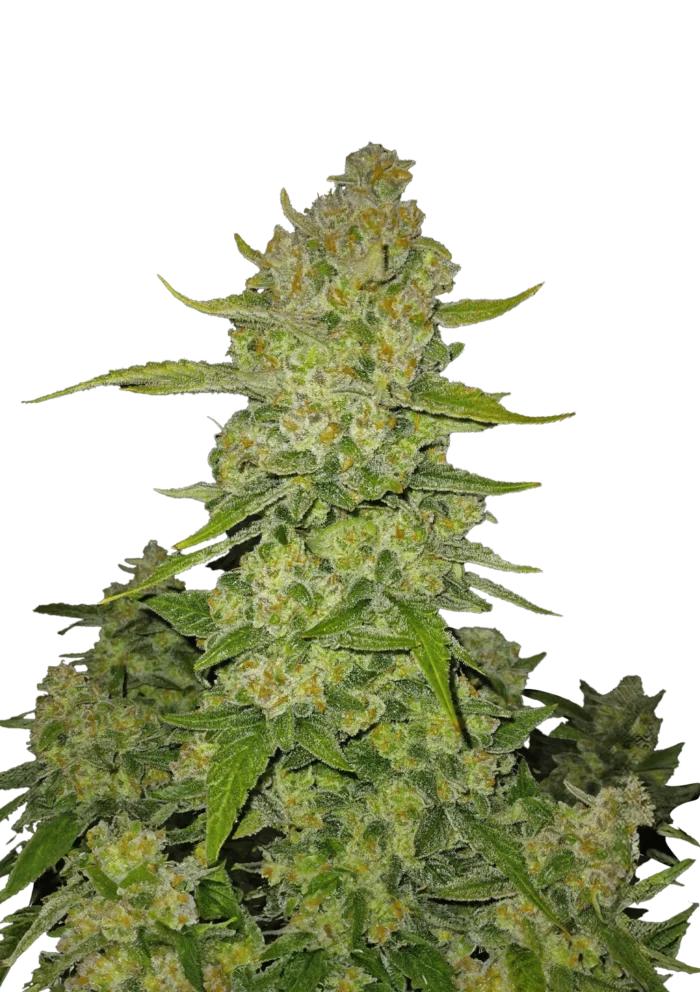FAST BUDS - PAPAYA COOKIES AUTO FEM - immagine 1