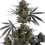 FAST BUDS - POUND CAKE AUTO FEM