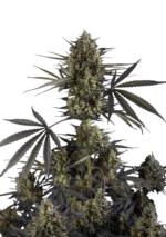 FAST BUDS - POUND CAKE AUTO FEM