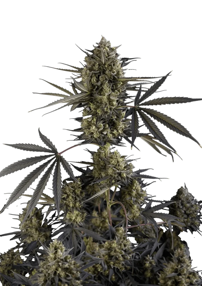 FAST BUDS - POUND CAKE AUTO FEM – Image 1