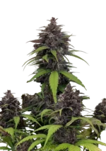 FAST BUDS - PURPLE HAZE AUTO FEM