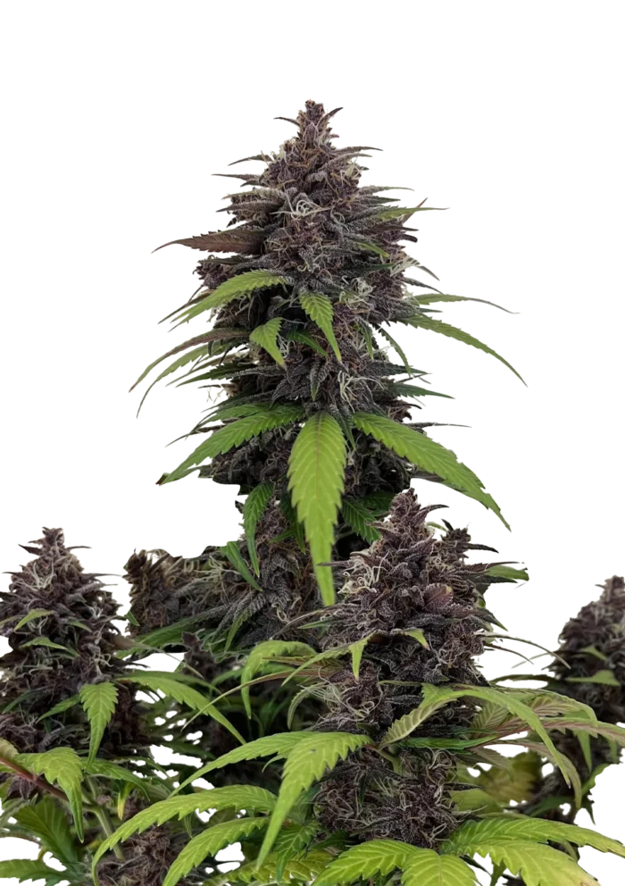FAST BUDS - PURPLE HAZE AUTO FEM - Image 1