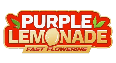 FAST BUDS - PURPLE LEMONADE FLORAISON RAPIDE FEM – Image 2