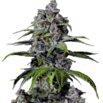 FAST BUDS - PURPLE LEMONADE FAST FLOWERING FEM