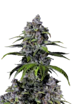 FAST BUDS - LIMONADA PURPURA FLORACION RAPIDA FEM