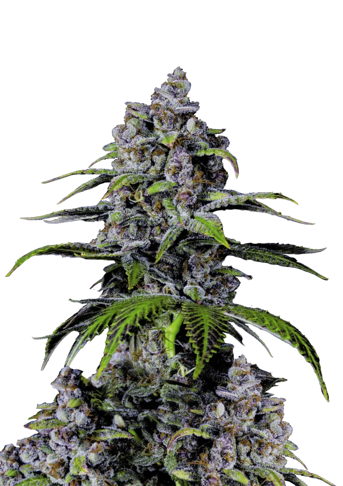 FAST BUDS - LIMONADA PURPURA FLORACION RAPIDA FEM - Imagen 1