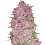 FAST BUDS - PURPLE LEMONADE AUTO