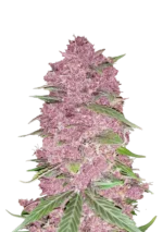 FAST BUDS - PURPLE LEMONADE AUTO