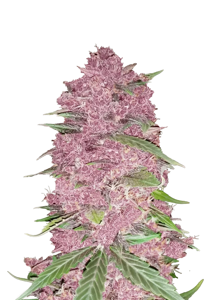 FAST BUDS - PURPLE LEMONADE AUTO - Imagen 1
