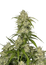 FAST BUDS - SOUR JEALOUSY AUTO FEM