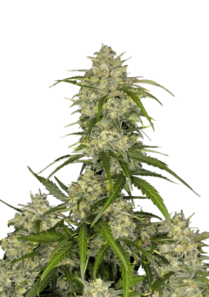 FAST BUDS - SOUR JEALOUSY AUTO FEM - Imagen 1