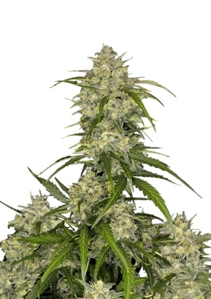 FAST BUDS - SOUR JEALOUSY AUTO FEM