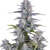 FAST BUDS - SUPER BOOF AUTO FEM