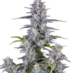 FAST BUDS - SUPER BOOF AUTO FEM