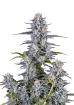 FAST BUDS - SUPER BOOF AUTO FEM