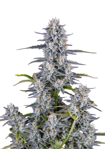 FAST BUDS - SUPER BOOF AUTO FEM