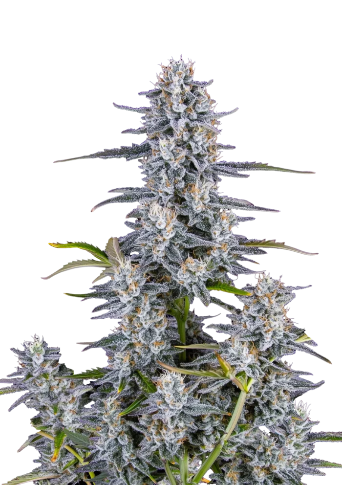 FAST BUDS - SUPER BOOF AUTO FEM – Image 1