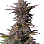 FAST BUDS - TROPICANA COOKIES FAST FLOWERING FEM