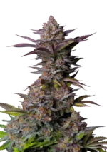 FAST BUDS - TROPICANA COOKIES FLORACIÓN RÁPIDA FEM