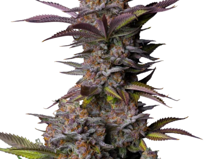 FAST BUDS - TROPICANA COOKIES FAST FLOWERING FEM