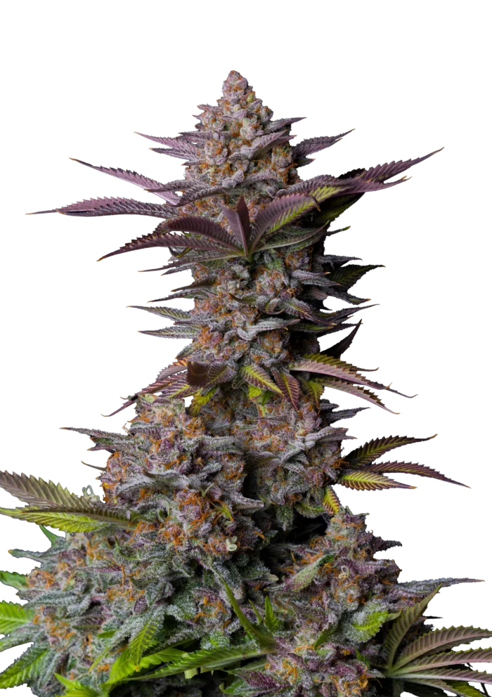 FAST BUDS - TROPICANA COOKIES FLORACIÓN RÁPIDA FEM - Imagen 1
