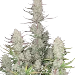 FAST BUDS - TROPICANA COOKIES AUTO FEM