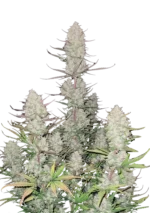 FAST BUDS - TROPICANA COOKIES AUTO FEM