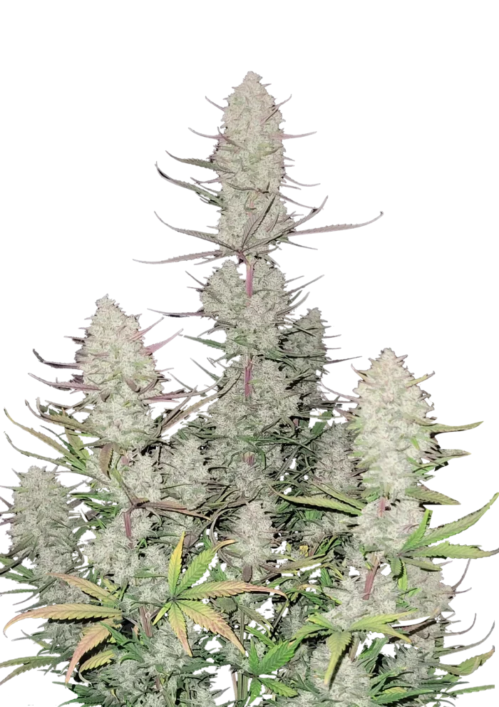 FAST BUDS - TROPICANA COOKIES AUTO FEM - immagine 1