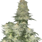 FAST BUDS - TARTA DE QUESO PARA BODAS FAST FLOWERING FEM