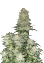 FAST BUDS - WEDDING CHEESECAKE FLORAISON RAPIDE FEM