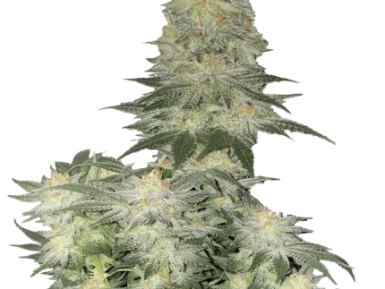 FAST BUDS - WEDDING CHEESECAKE FAST FLOWERING FEM
