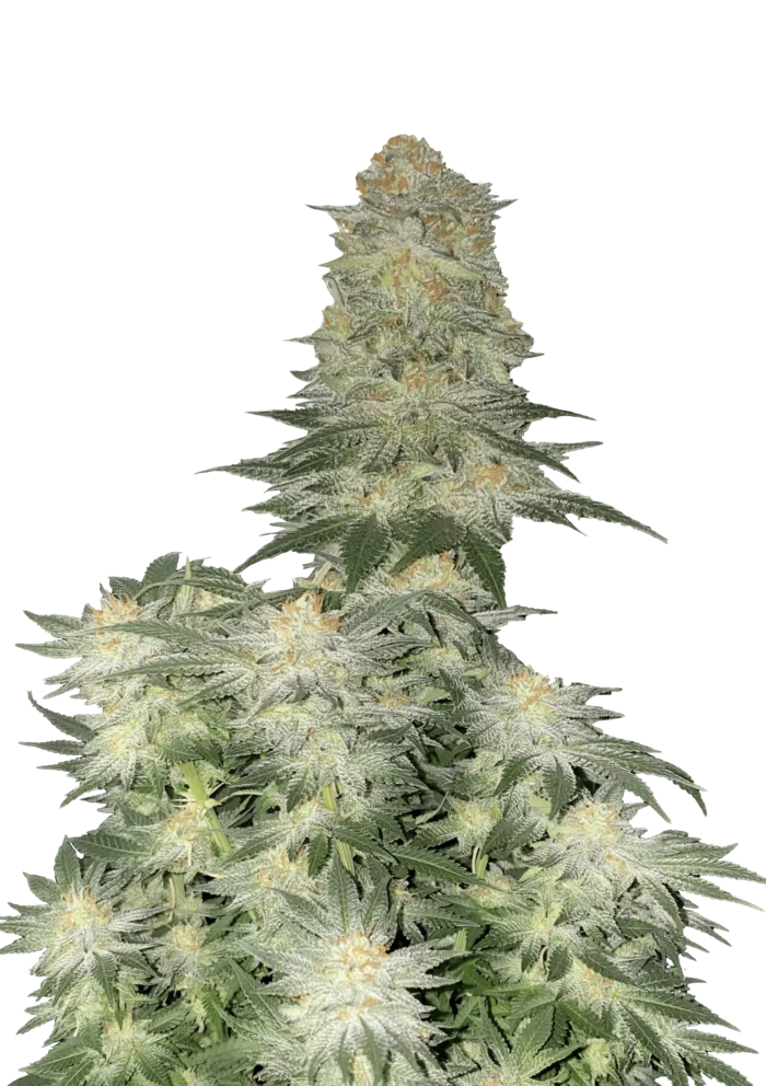 FAST BUDS - WEDDING CHEESECAKE FLORAISON RAPIDE FEM – Image 1