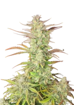 FAST BUDS - Z-UP AUTO FEM